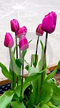 Six Purple tulip flowers in full blooming in the garden. Beauty in nature photo