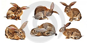 Six rabbits on a white background