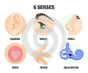 Six sense organs of human body with names photo