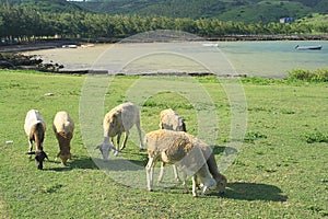 Six sheep grazing, Rodrigues Island