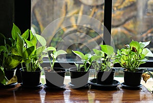 Six small green Epipremnum aureum in black flower pots placed in front of window