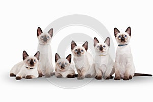 Six small thai kittens on white background