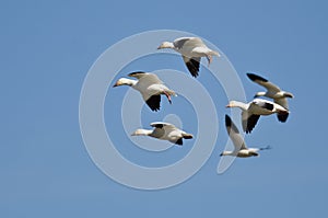 Six Snow Geese Flying in a Blue Sky