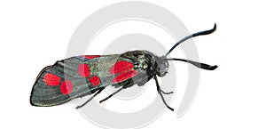 Six-spot burnet