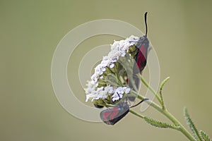 Six-spot Burnet