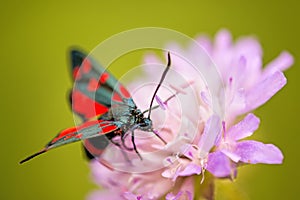 Six-spot burnet on a flower of a field scabious