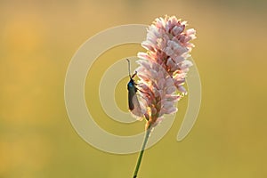 Six-spot burnet on flower