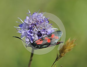 Six-spot Burnet moth