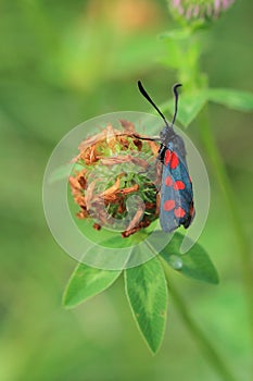 Six-spot burnet moth