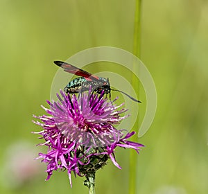 Six spot Burnet Moth