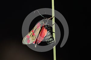 Six spot burnet moth.