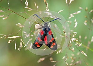 Six-Spot Burnet Moth - Zygaena filipendulae attacked by Flower Crab Spider.