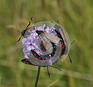 Six-spot Burnet moths on Scabious