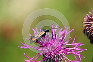 Six-spot burnet sitting on red clover in Slovakia grassland