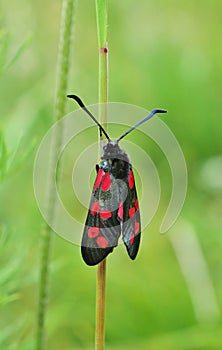 The six-spot burnet (Zygaena filipendulae)