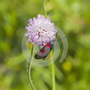 Six-spot burnet, Zygaena filipendulae, moth on Flower of Field Scabious, Knautia Arvensis, with bokeh background macro