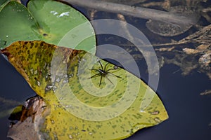 Six spotted fishing spider on a lily pad in the swamp