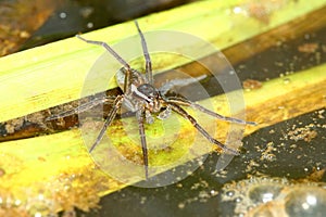 Six-spotted Fishing Spider Dolomedes triton