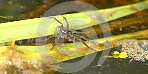 Six-spotted Fishing Spider (Dolomedes triton)