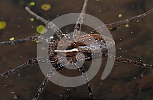 six-spotted fishing spider (Dolomedes triton)