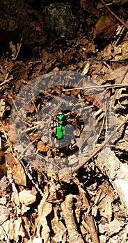 Six spotted green tiger beetle