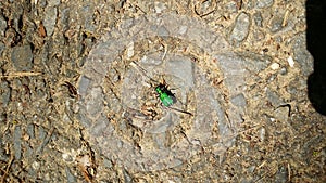 Six spotted green tiger beetle