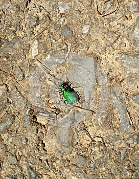 Six spotted green tiger beetle