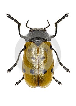 Six Spotted Leaf Beetle on white Background