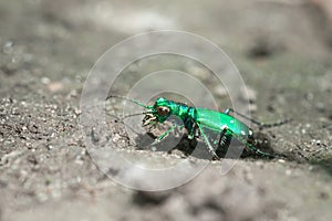 Six-Spotted Tiger Beetle in Taylor Creek Park, Toronto, ON
