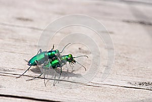 Six-spotted Tiger Beetles