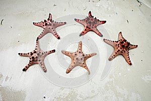 Starfishes on the white sand beach under the bright sunshine