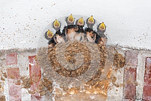 Six swallow nestlings in their nest calling for food