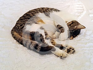 Six-toed cat sleeping on bedspread