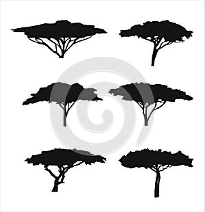 Six trees acacia silhouettes