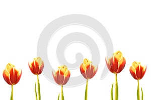 Six tulip at row. Red and yellow with leaves