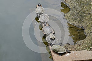 Six turtles sunbathing