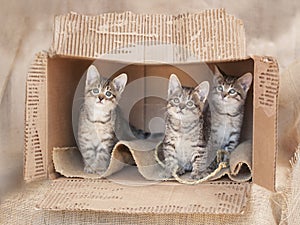 Three Brown tabby kittens sitting alone in a cardboard box.