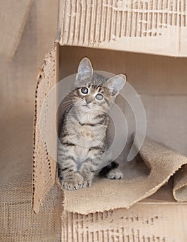 Brown tabby kitten sitting alone in a cardboard box.