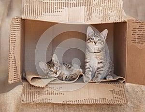 Two Brown tabby kittens sitting alone in a cardboard box.