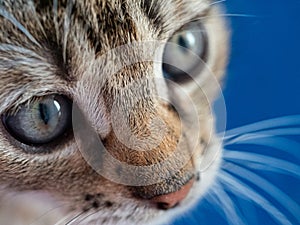 Six Week Old Kitten Closeup