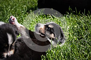 Six week old puppy of border collie is playing outside in grass.