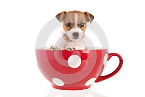 Six weeks old Jack Russel in big coffee cup