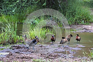 Six White Faced Whistling Ducks at Water Hole photo