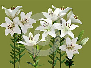 Six white lily flowers isolated on green