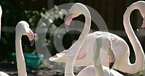 Six white and pinkish long neck flamingos flocking FS700 4K