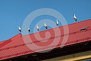 Six white storks on red tiled roof