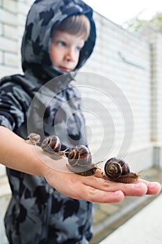 Six-year-old boy in a gray jacket with a hood keeps four snails on his hand.