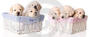 Six yellow lab puppies