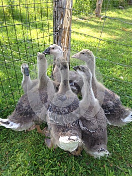 Six young geese