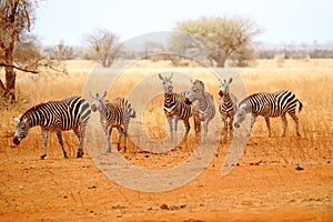 Six zebras in the wide wilderness